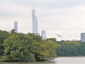 进湿地、探高塔 2025“羊城八景”评审组调研海珠