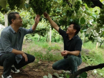 90后“改写”旱地！300亩荒地狂挂毛葡萄，年入80万