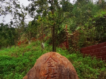 260岁金桔“老祖宗”硕果挂枝