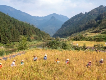 贵州从江：金秋时节 糯稻飘香