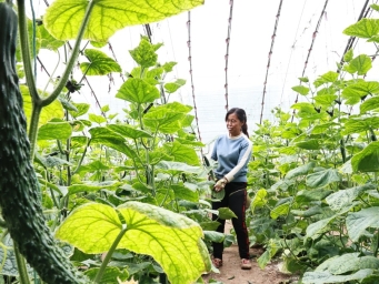 山西新绛：十万亩设施蔬菜保节日供应‎