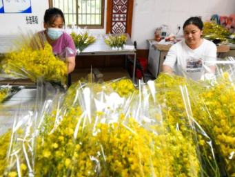 海南白沙：兰花产业助力乡村振兴