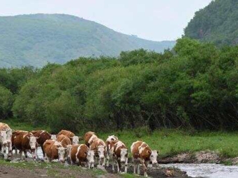 内蒙古扎鲁特草原迁徙中的夏日牧歌