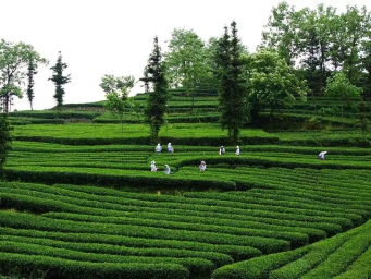 四川筠连红茶获评“气候特色农产品”