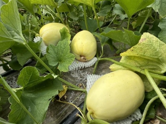 “甘味”出海新象：从“鲜”到优的全球吸引力