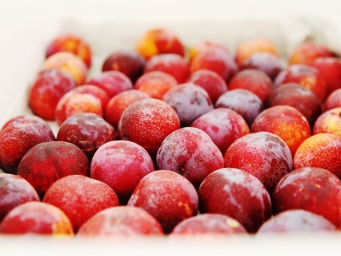 “千年名果”首征海外，嘉兴槜李叩开国际鲜果大门