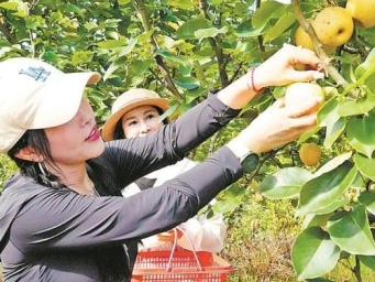 引种宝岛果 荒山变“金山”